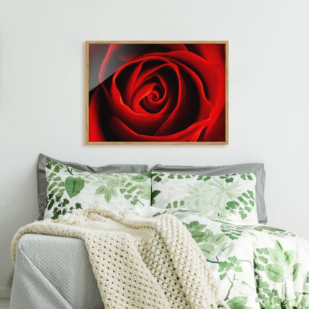 Blumen Bilder mit Rahmen Liebliche Rose