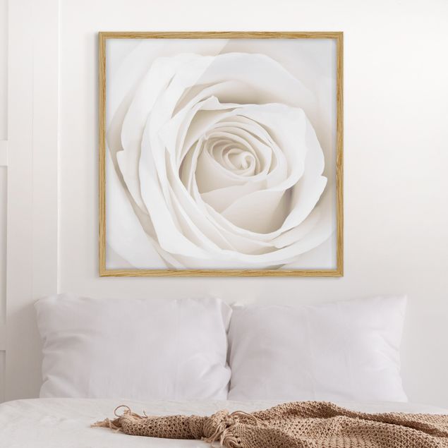 Moderne Bilder mit Rahmen Pretty White Rose