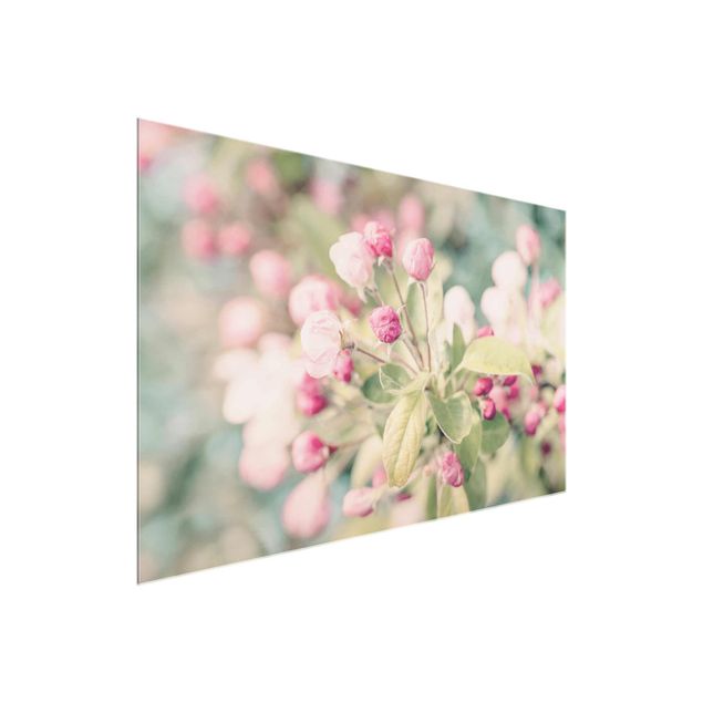 Bilder auf Glas Apfelblüte Bokeh rosa