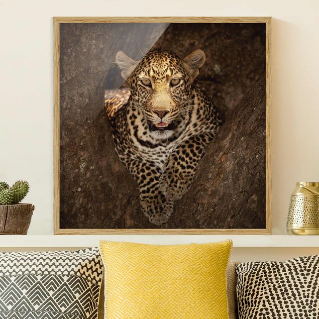 Moderne Bilder mit Rahmen Leopard ruht auf einem Baum