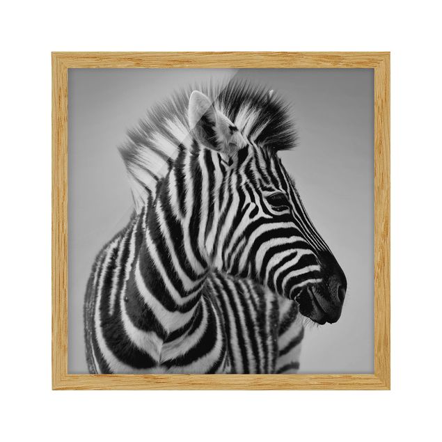 schöne Bilder Zebra Baby Portrait II