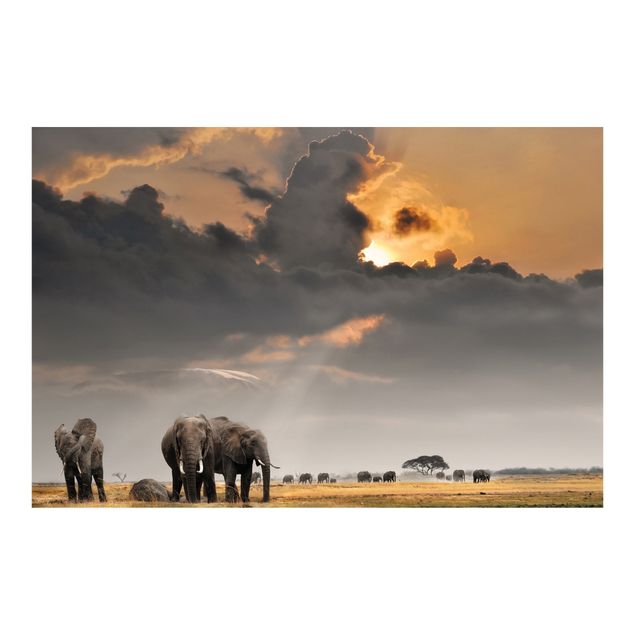 Tapeten Elefanten der Savanne