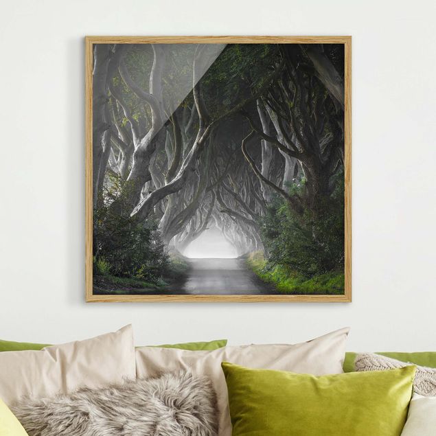 Natur Bilder mit Rahmen Wald in Nordirland
