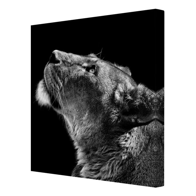 Leinwandbild - Portrait einer Löwin - Quadrat 1:1