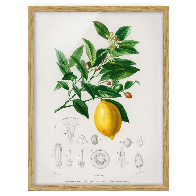 Bilder Botanik Vintage Illustration Zitrone