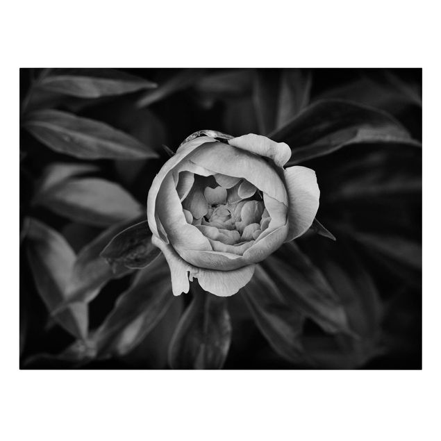 Leinwandbilder Pfingstrosenblüte vor Blättern Schwarz Weiß