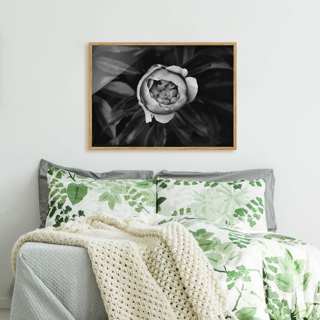 Moderne Bilder mit Rahmen Pfingstrosenblüte vor Blättern Schwarz Weiß