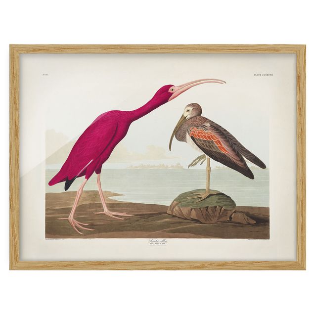 schöne Bilder Vintage Lehrtafel Roter Ibis