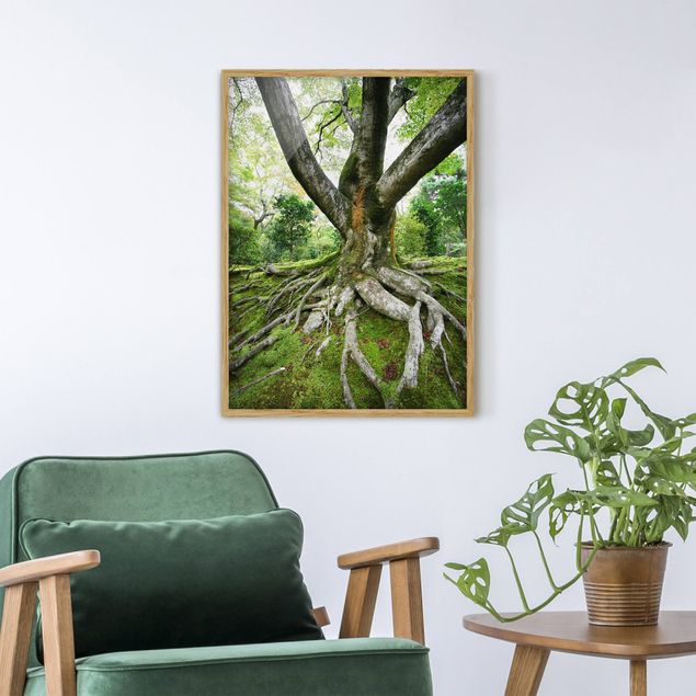 Natur Bilder mit Rahmen Alter Baum