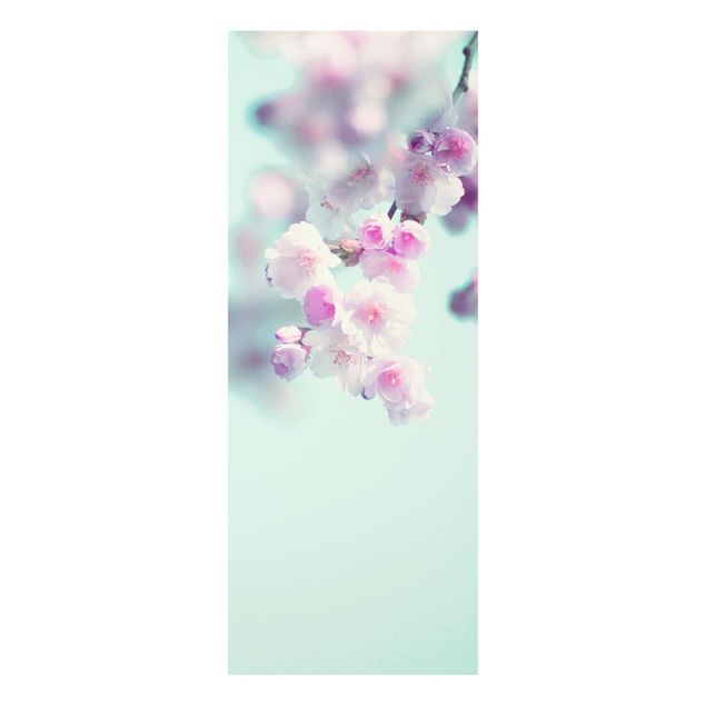 Glas Wandbilder Farbenfrohe Kirschblüten
