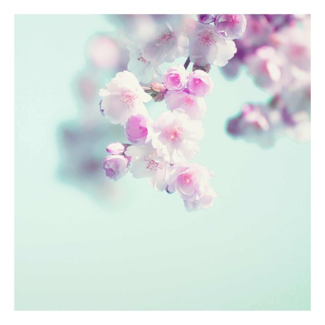 Glasbilder Farbenfrohe Kirschblüten