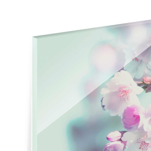 Glasbild - Farbenfrohe Kirschblüten - Quadrat