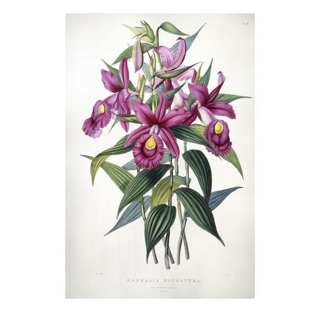 schöne Leinwandbilder Maxim Gauci - Orchidee I