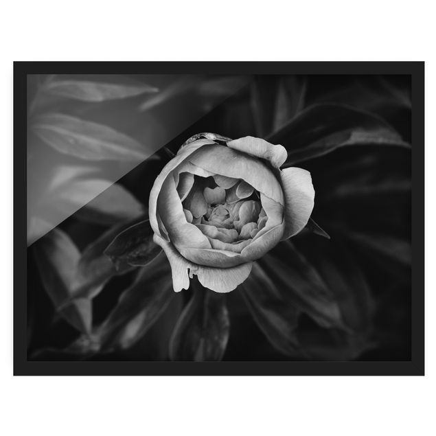 Bild mit Rahmen - Pfingstrosenblüte vor Blättern Schwarz Weiß - Querformat 3:4