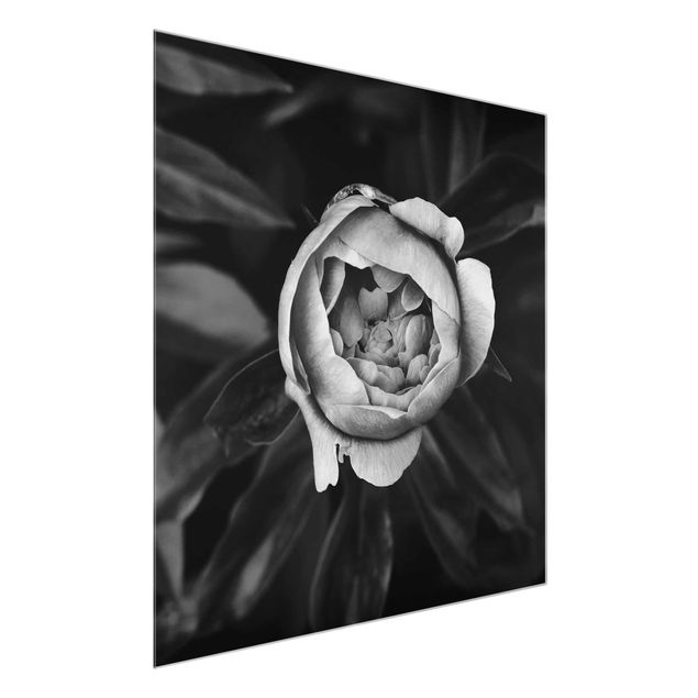Glasbilder Schwarz-Weiß Pfingstrosenblüte vor Blättern Schwarz Weiß