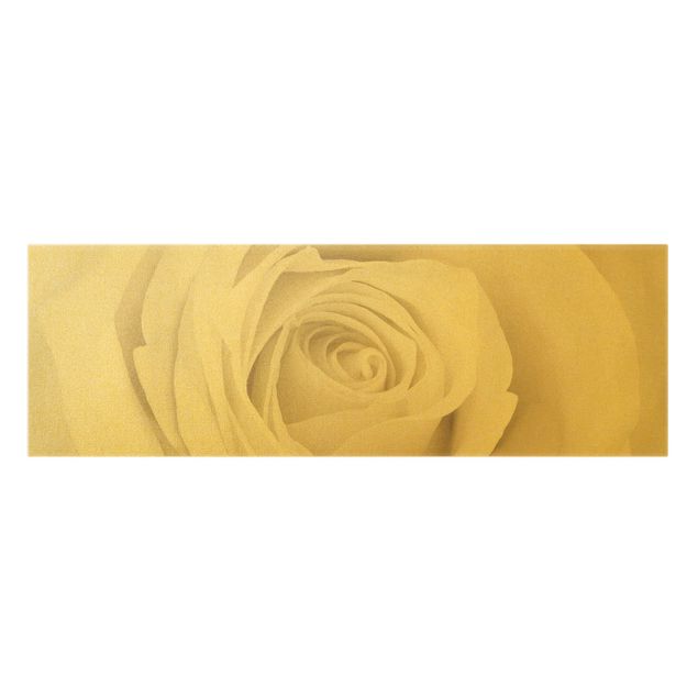 Leinwandbild Gold - Pretty White Rose - Panorama 3:1