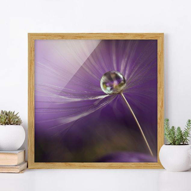Moderne Bilder mit Rahmen Pusteblume in Violett