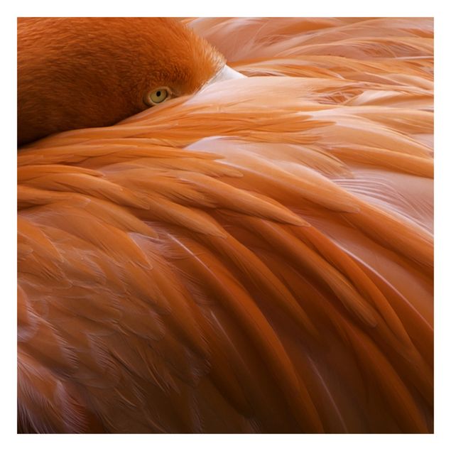 Tapete selbstklebend Flamingofedern