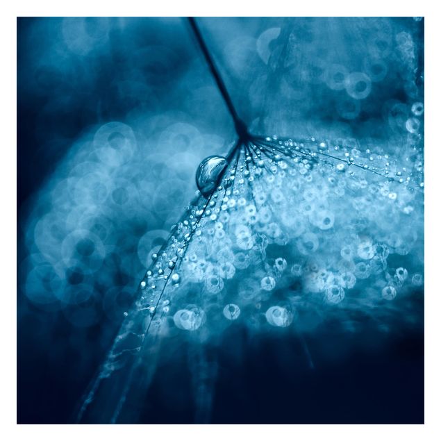 Fototapete selbstklebend Blaue Pusteblume im Regen