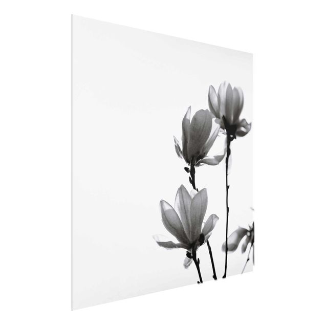 Glasbild - Frühlingsbote Magnolie Schwarz Weiß - Quadrat