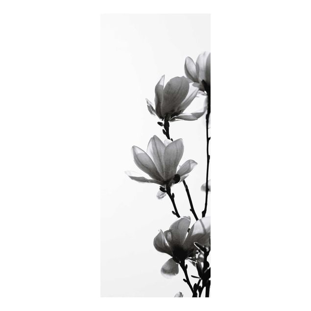 Bilder Frühlingsbote Magnolie Schwarz Weiß