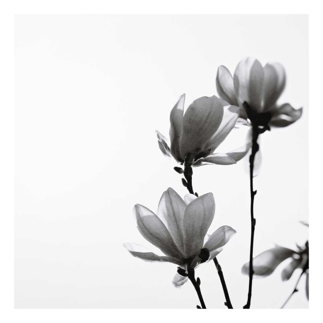 Glasbild - Frühlingsbote Magnolie Schwarz Weiß - Quadrat