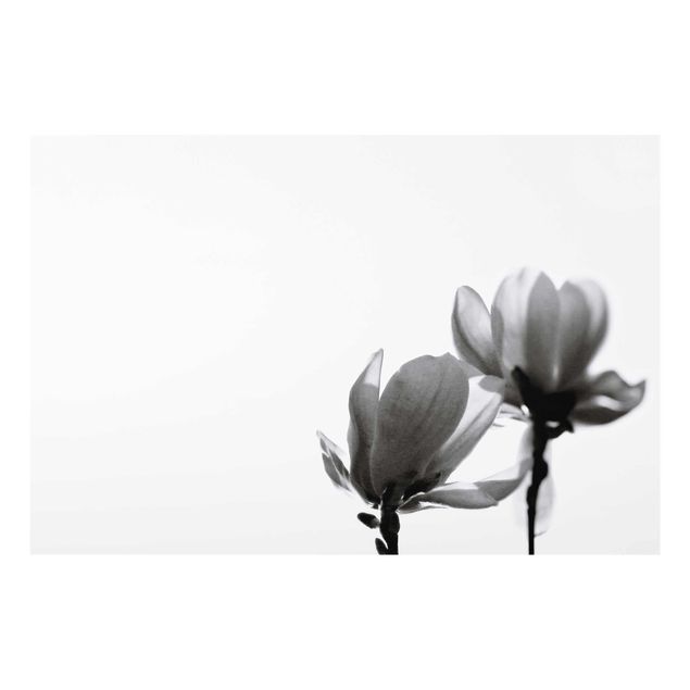 Bilder Frühlingsbote Magnolie Schwarz Weiß