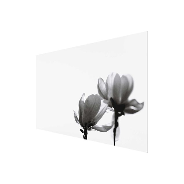 Glasbilder Frühlingsbote Magnolie Schwarz Weiß