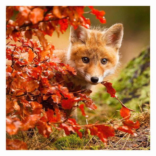Fototapete - Fuchs im Herbst