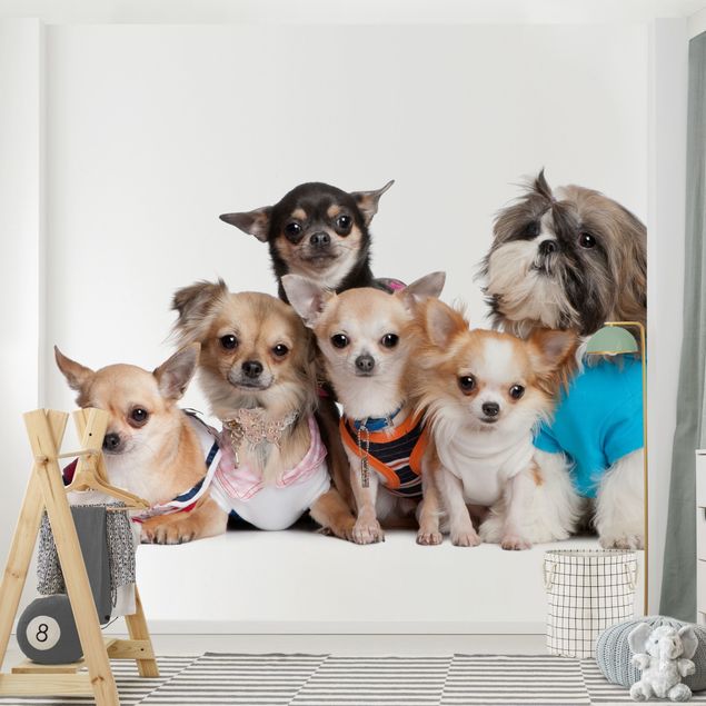Tapete selbstklebend Fünf Chihuahuas und ein Shi