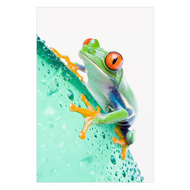 Klebefolie Fenster Frog