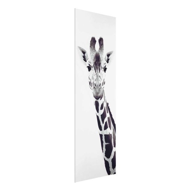Bilder Giraffen Portrait in Schwarz-weiß