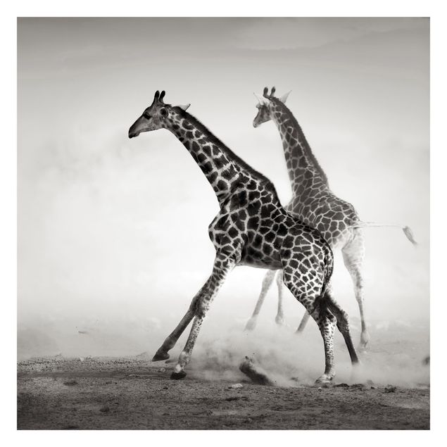 Fototapete - Giraffenjagd