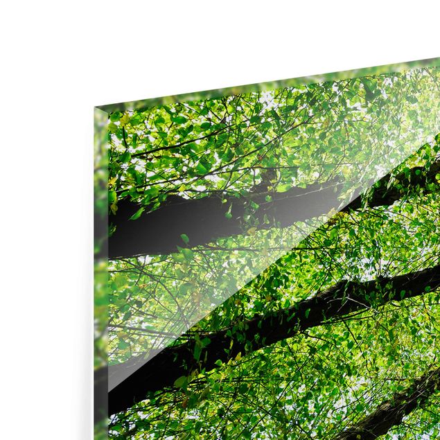Glasbild - Bäume des Lebens - Panorama Quer - Waldbild Glas