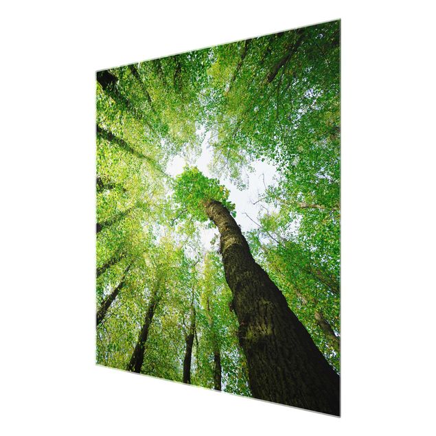 Glasbild - Bäume des Lebens - Quadrat 1:1 - Waldbild Glas