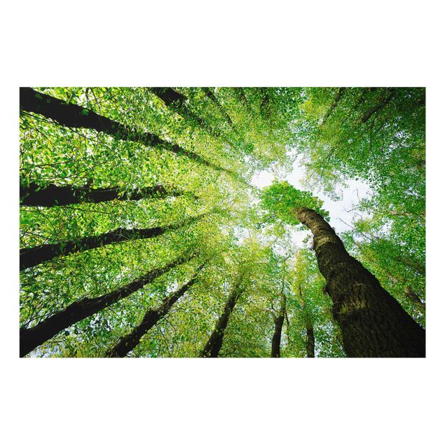 Glasbild - Bäume des Lebens - Quer 3:2 - Waldbild Glas