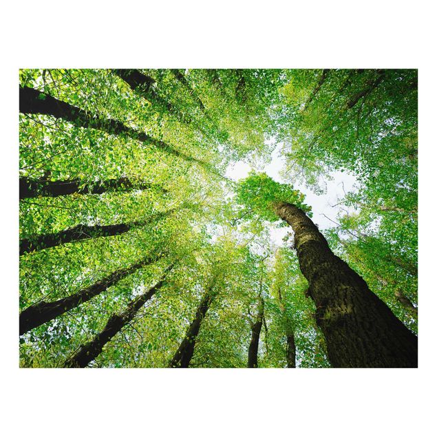 Glasbild Wald - Bäume des Lebens - Waldbild Quer 4:3