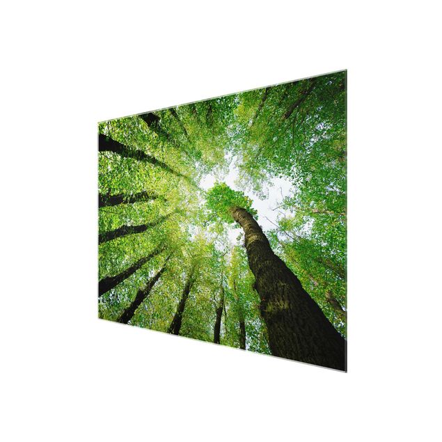 Glasbild Wald - Bäume des Lebens - Waldbild Quer 4:3