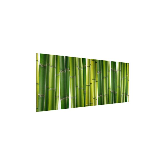 Glasbild - Bambuspflanzen - Panorama Quer