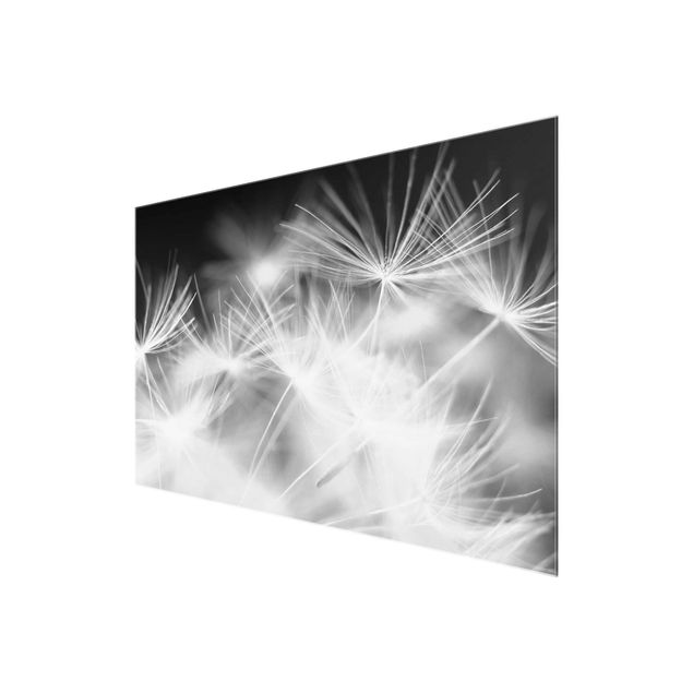 Glasbild - Bewegte Pusteblumen Nahaufnahme auf schwarzem Hintergrund - Quer 3:2