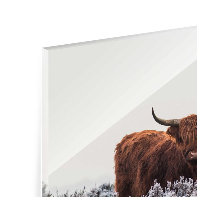 Glasbild - Bison in den Highlands - Querformat 2:3