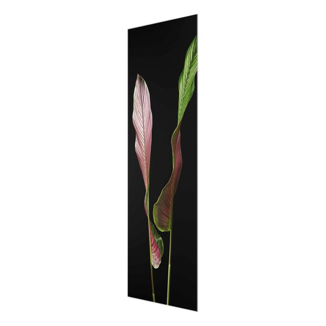 Glasbild - Blatt Calathea-ornata auf Schwarz 02 - Panel