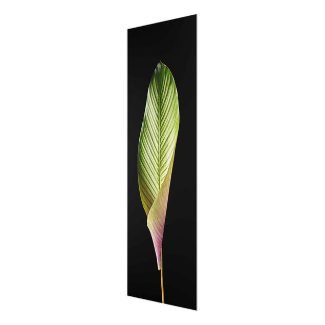 Glasbild - Blatt Calathea-ornata auf Schwarz 03 - Panel