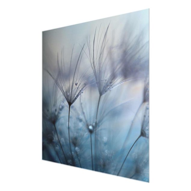 Glasbild - Blaue Federn im Regen - Quadrat 1:1