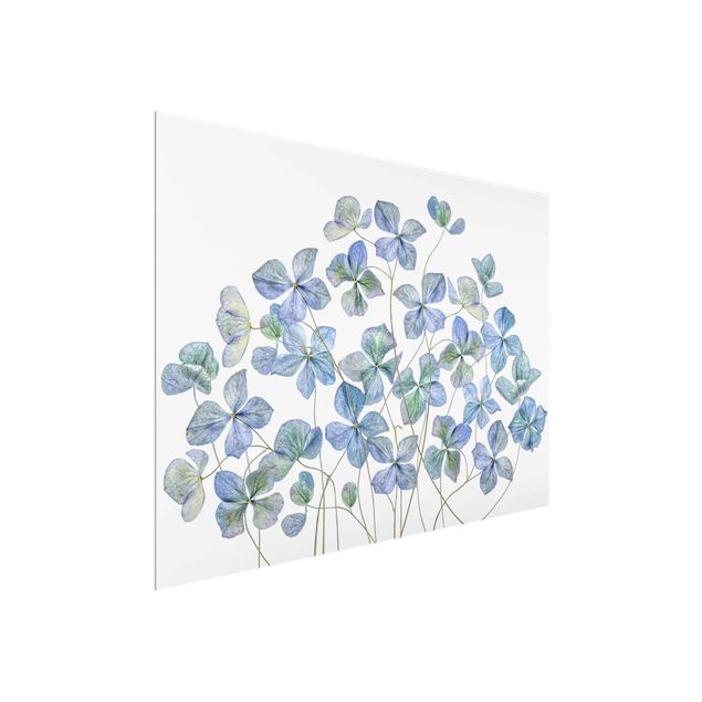 Glas Wandbilder Blaue Hortensienblüten