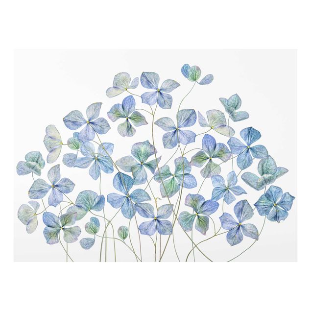 Glasbild - Blaue Hortensienblüten - Querformat 3:4
