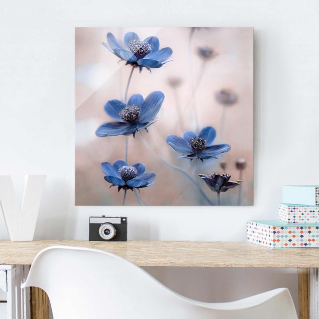 Glasbilder Blumen Blaue Kosmeen