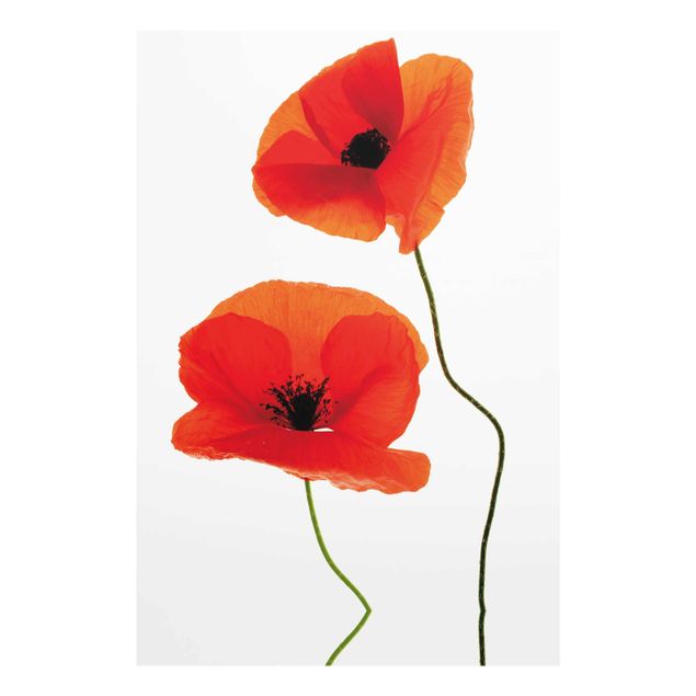 Glasbild - Charming Poppies - Hoch 2:3 - Blumenbild Glas