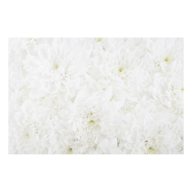 Glasbild - Dahlien Blumenmeer weiß - Quer 3:2
