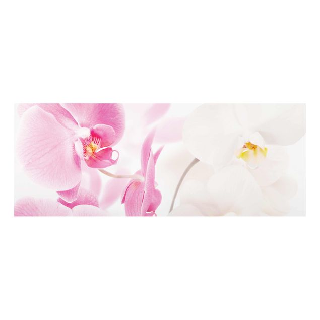 Glasbild - Delicate Orchids - Panorama Quer